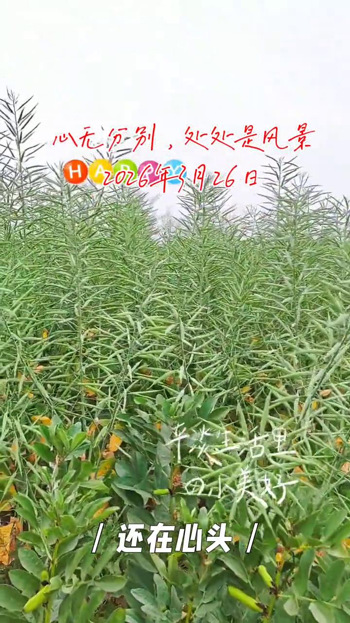 心无分别，处处是风景。
2026年3月26日。
对一切保持热爱。
对人生怀有仁慈