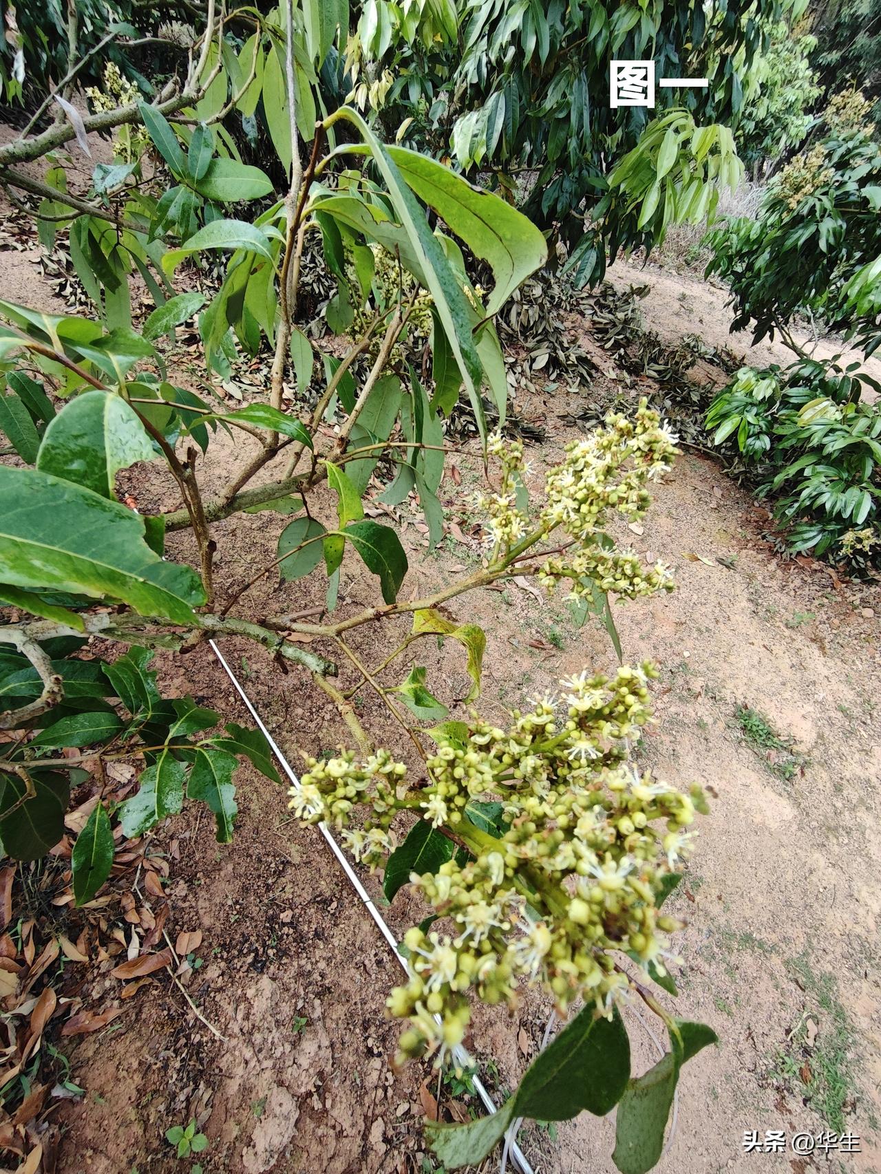 荔枝成果保果喷肥关键节点

近期走访果园发现，不少果农遭遇满枝枯黄挂穗，轻抖便只