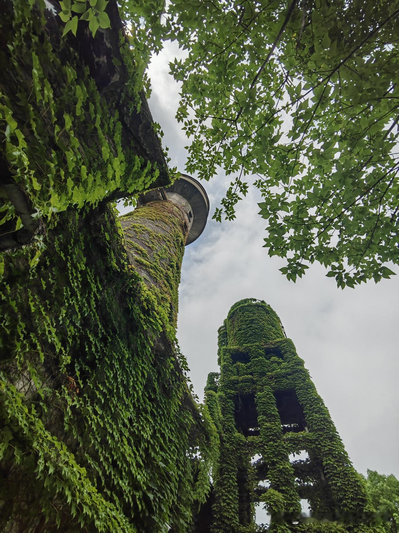 被绿植覆盖的工业水塔，仿佛置身于童话世界。（浙丝二厂内拍摄）