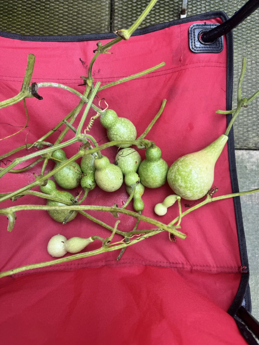 🇨🇦终于收葫芦啦！喜忧参半