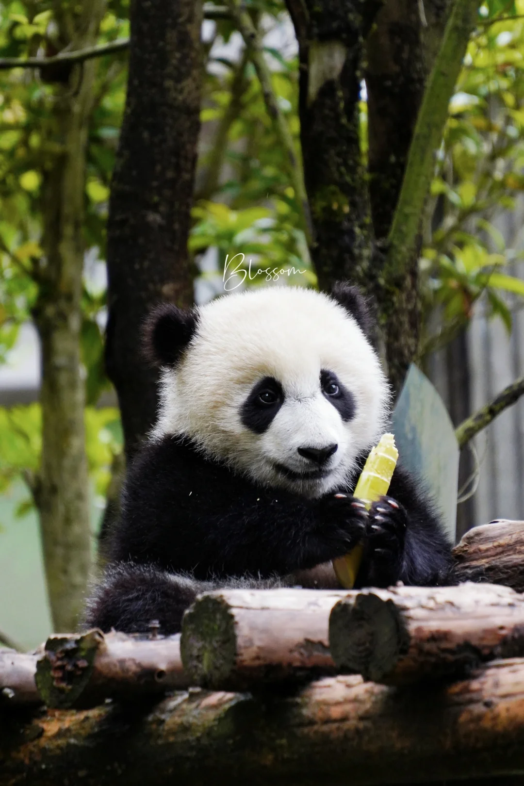 240530 努力啃笋笋的平头田田崽