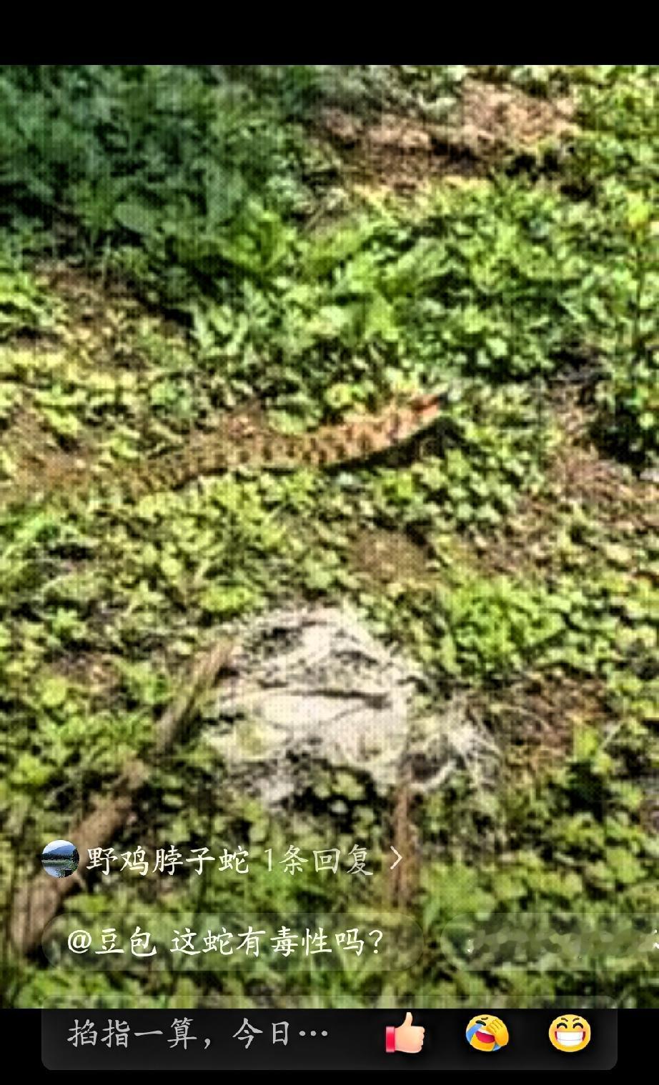 近日，福建龙岩，一位村民去后山察看自家果树时，没成想，竟然在杂草丛中意外发现了一