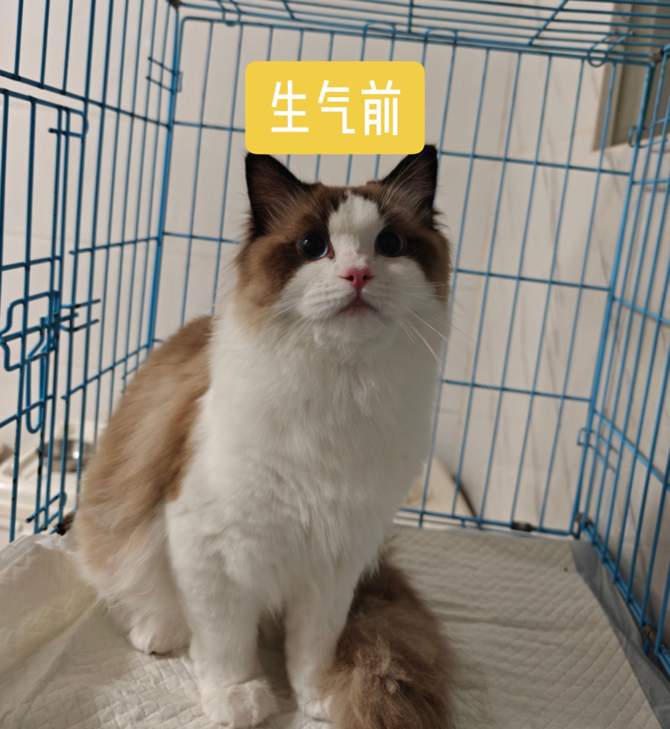 变脸布偶。两副面孔的猫布偶猫日常 被迫营业的猫猫