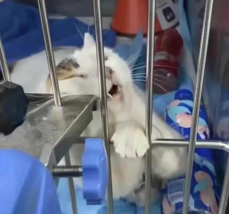 一高校流浪猫接连遇害 。                            