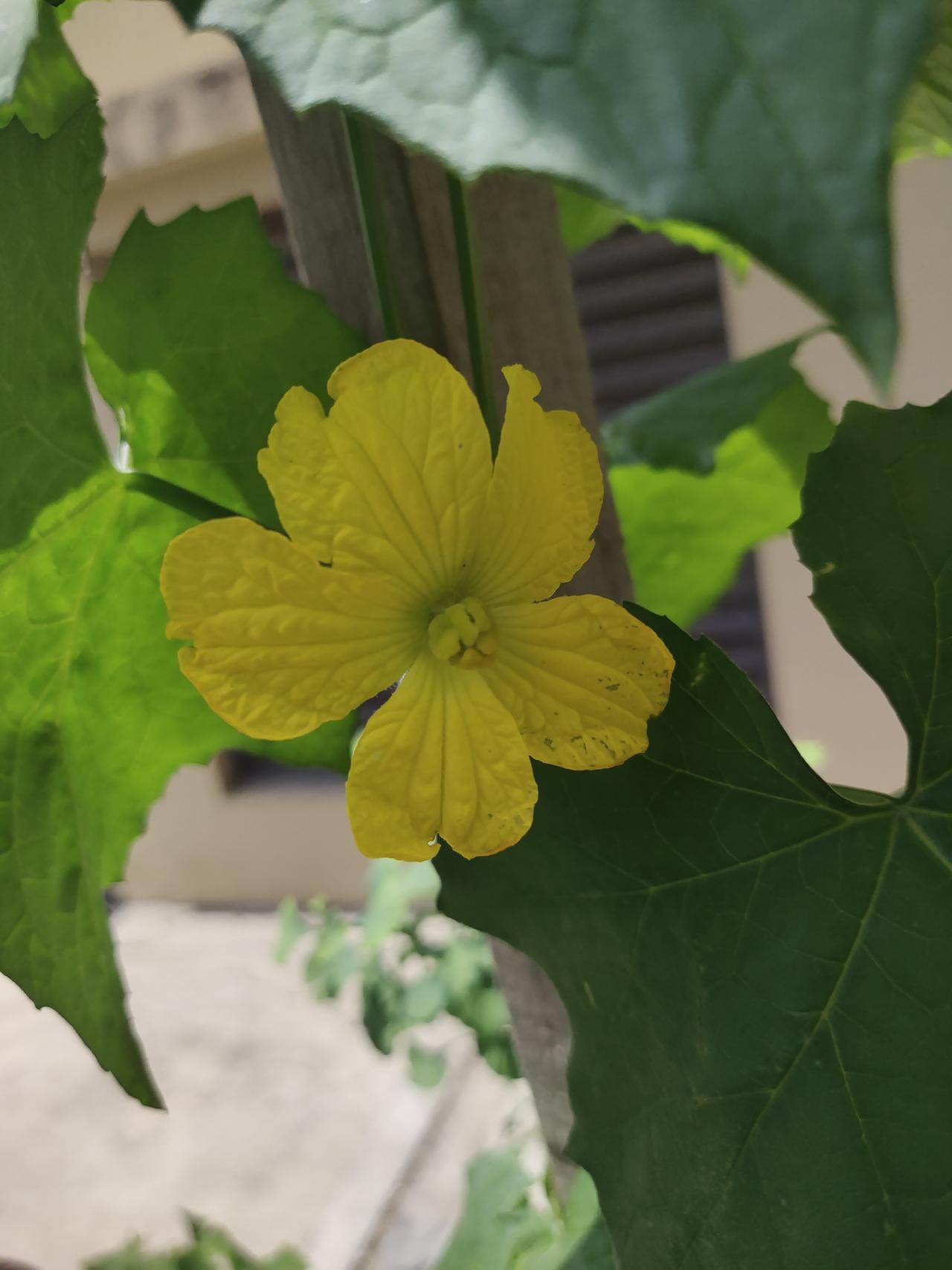 雨过天晴，我家凉台上的花儿再度绽放。今日，又增添了一种新花——丝瓜花，这花儿是初