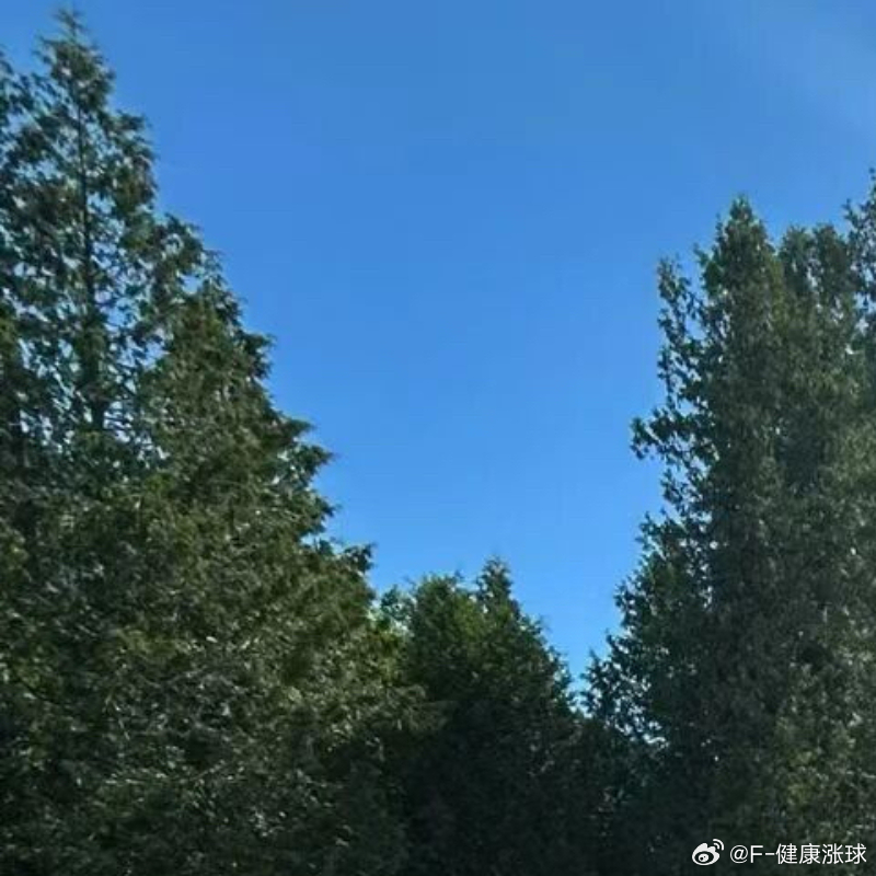 每日一善[超话]  🌿阳光信用每日一善 🌿熊猫守护者[超话] 站在树上的鸟，