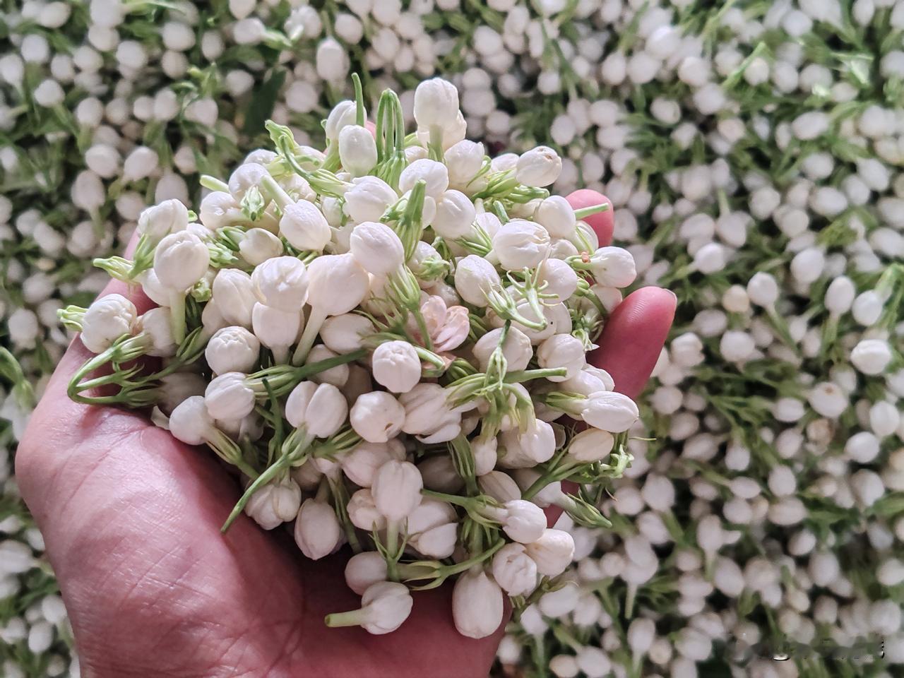 花茶为什么大多选用横县的茉莉花?
作为土生土长的横县人，经常被外地朋友问这个问题