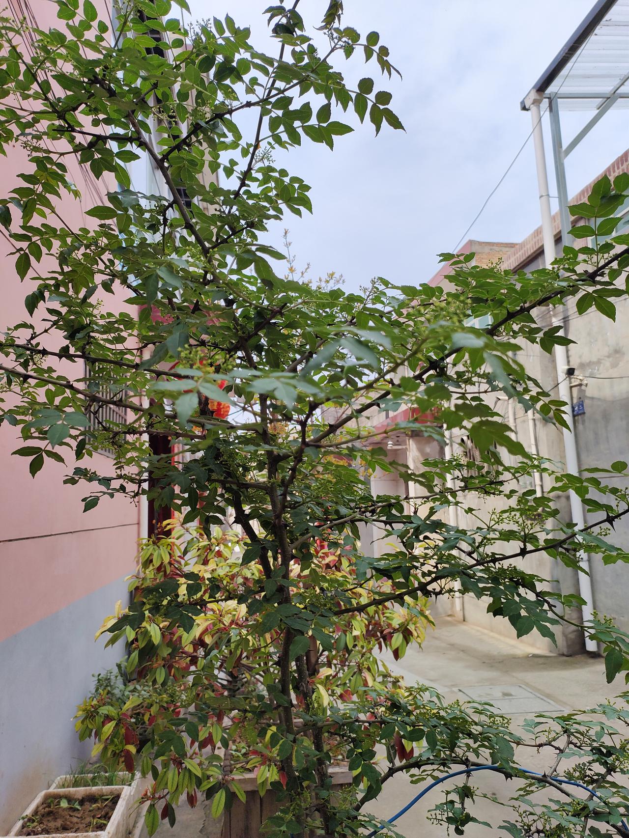 随手拍张照小院春深，花椒树抽了新枝，嫩叶绿得发亮，枝桠间藏着细碎的花苞，带着烟火