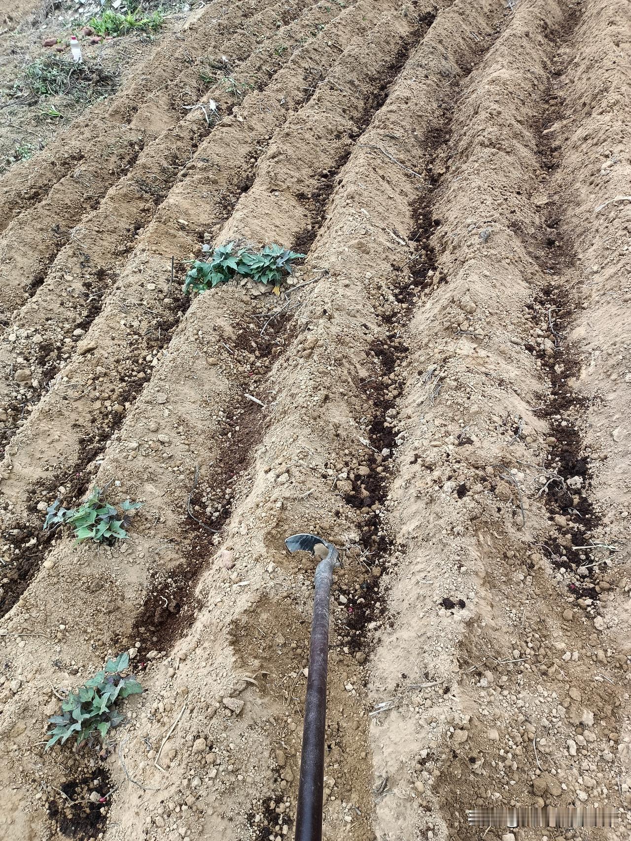 这几天都在忙着种花生。一个月没下雨了，那么干旱，不知道花生能长得起来吗？