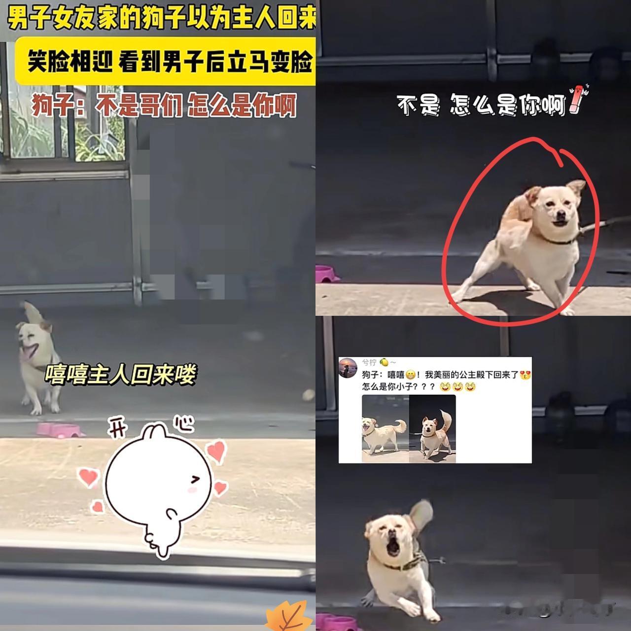 江苏，狗狗看到有车进院以后，以为是主人回来了，直接开心地跑去迎接。妥妥是在等自家