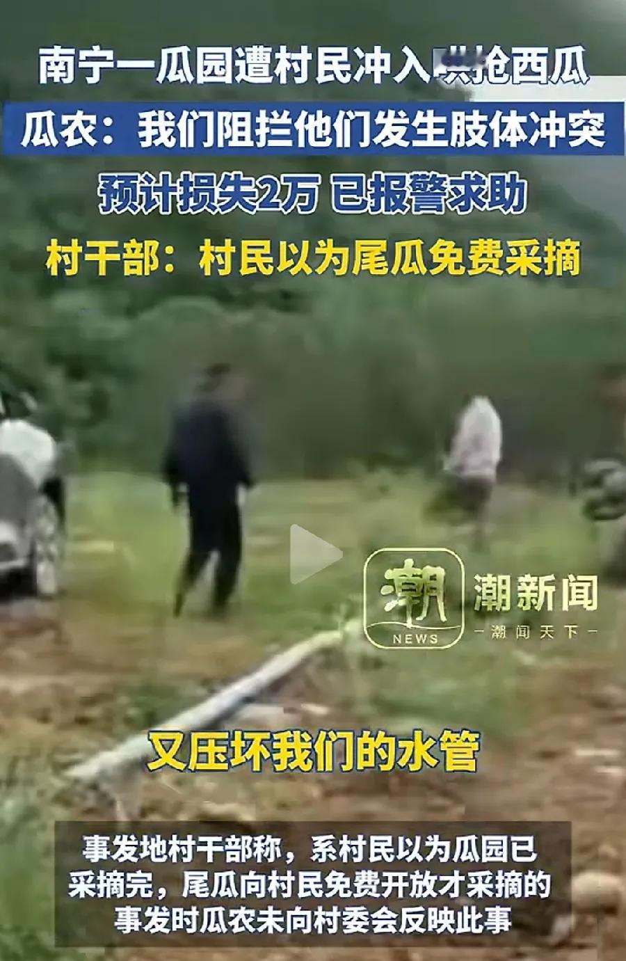 南宁，瓜农280亩瓜田遭村民哄抢，看似小事，其实人性之恶！法不责众？绝不能纵容！