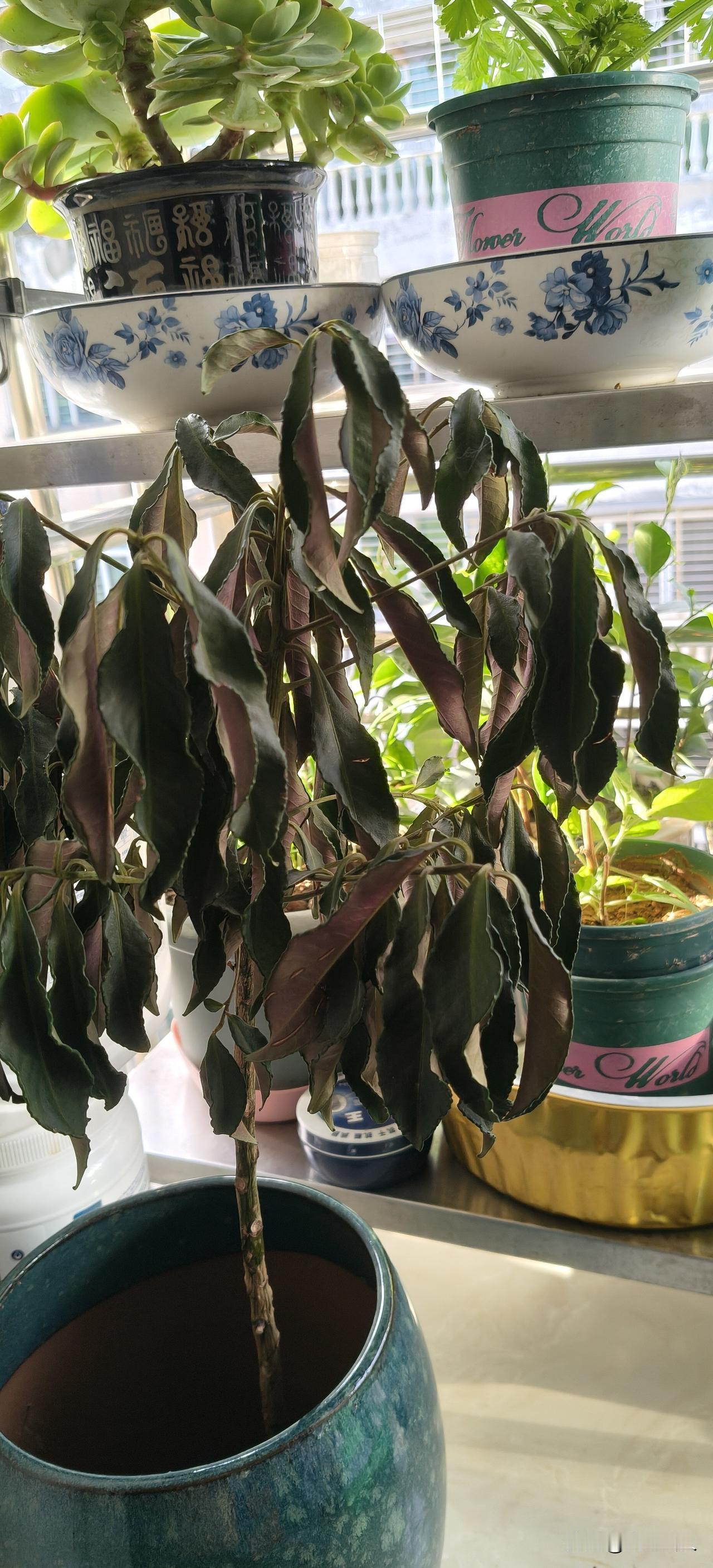 在办公室快萎了的富贵籽，搬回家来重新焕发生机。