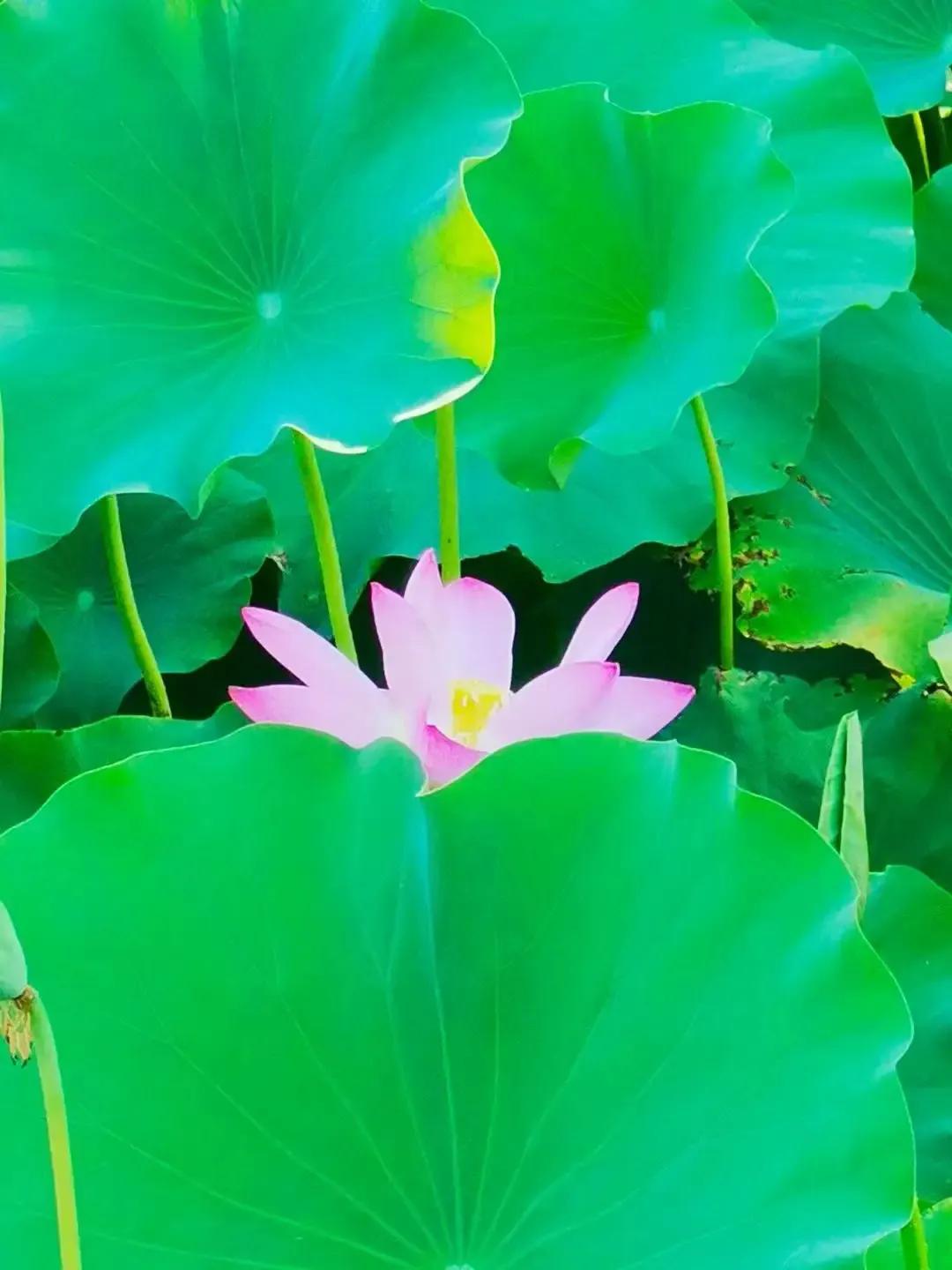 七绝：伏天的傍晚
日暮金光下半楼，
蝉声四起曲难收。
老身方始推门重，
撞破迎头