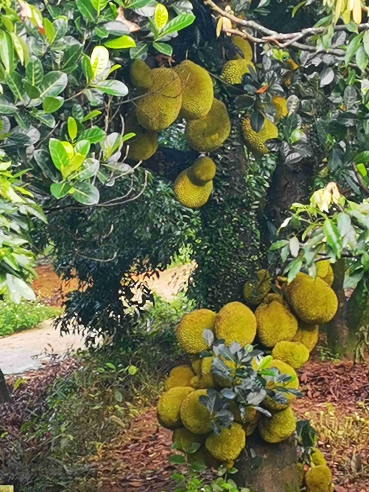 路过一个农庄，发现这棵大树菠萝，菠萝蜜结了真不少。

不知道这“巨无霸水果”好吃
