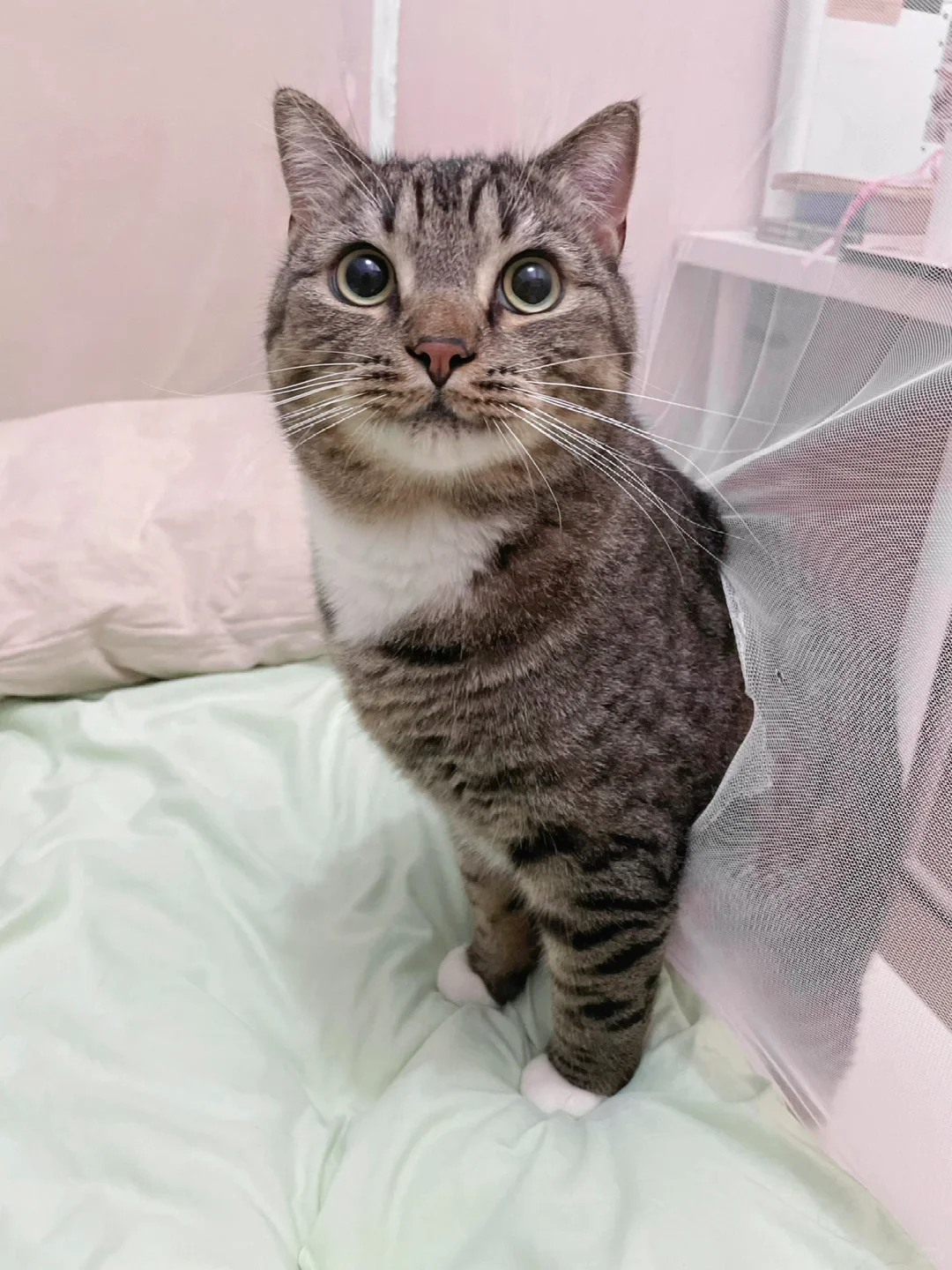 原则上，猫猫是不应该这样进蚊帐的啊！😅