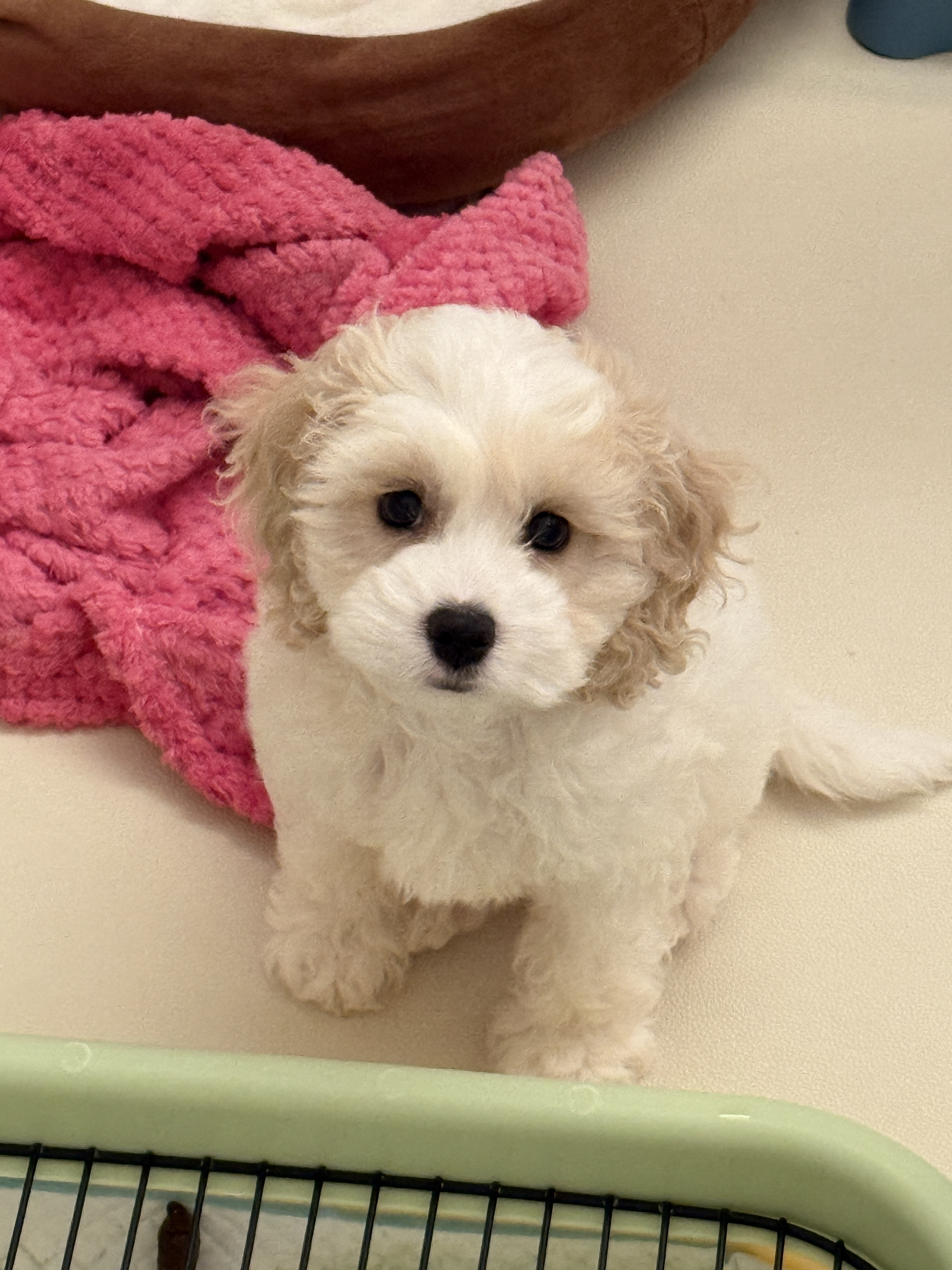 可爱的像玩具小狗 