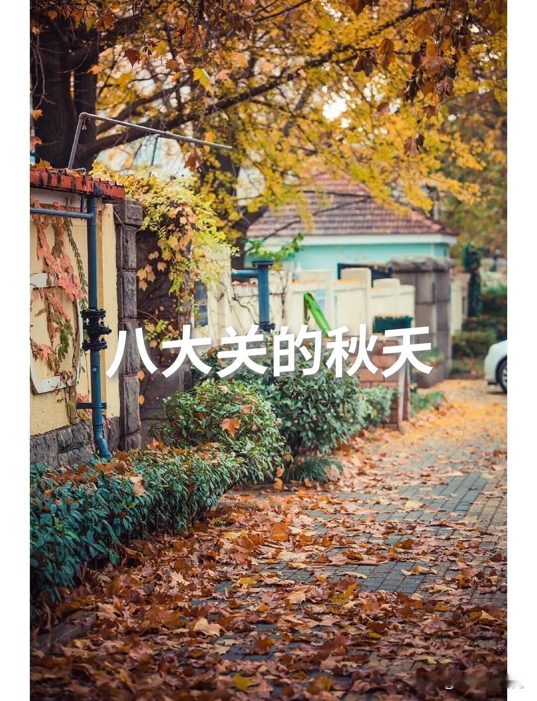 青岛的秋天是从八大关开始的。没有约定，只是俗成。居庸关路的法桐一黄，满街满眼都是