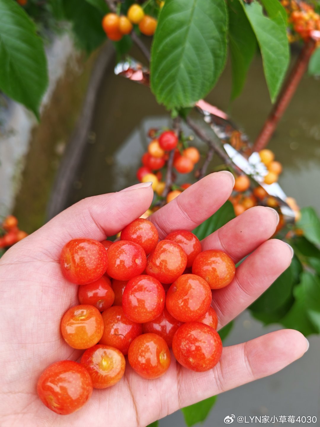 来吃嗯桃儿了~超级新鲜