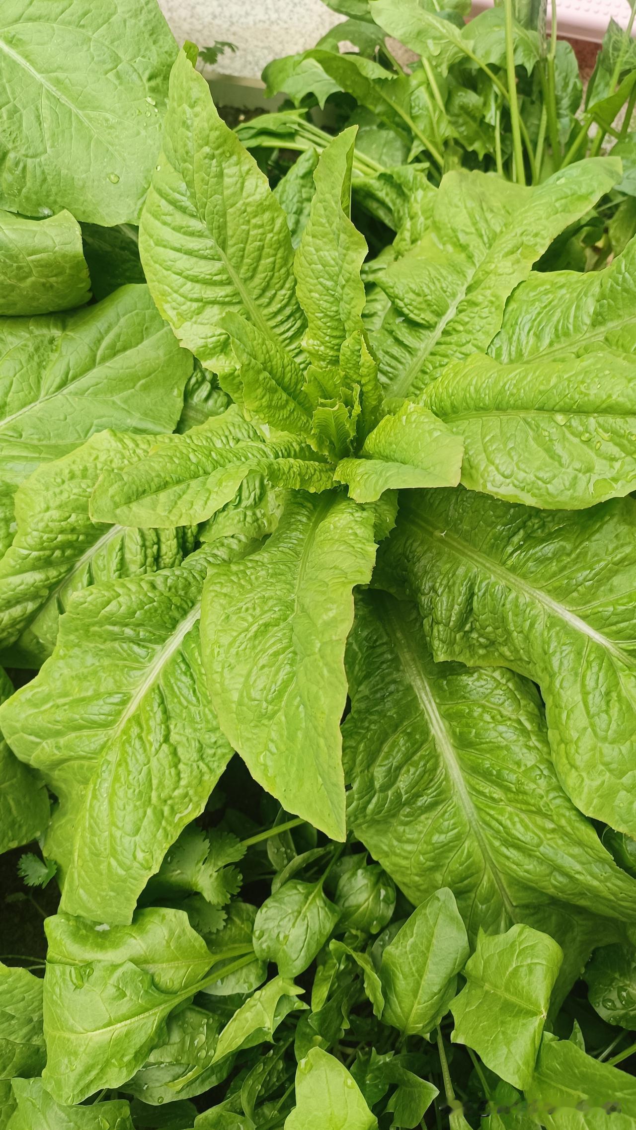 硕果累累  吃不完根本吃不完[大笑][大笑][大笑]