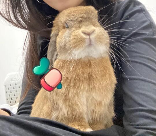 hi