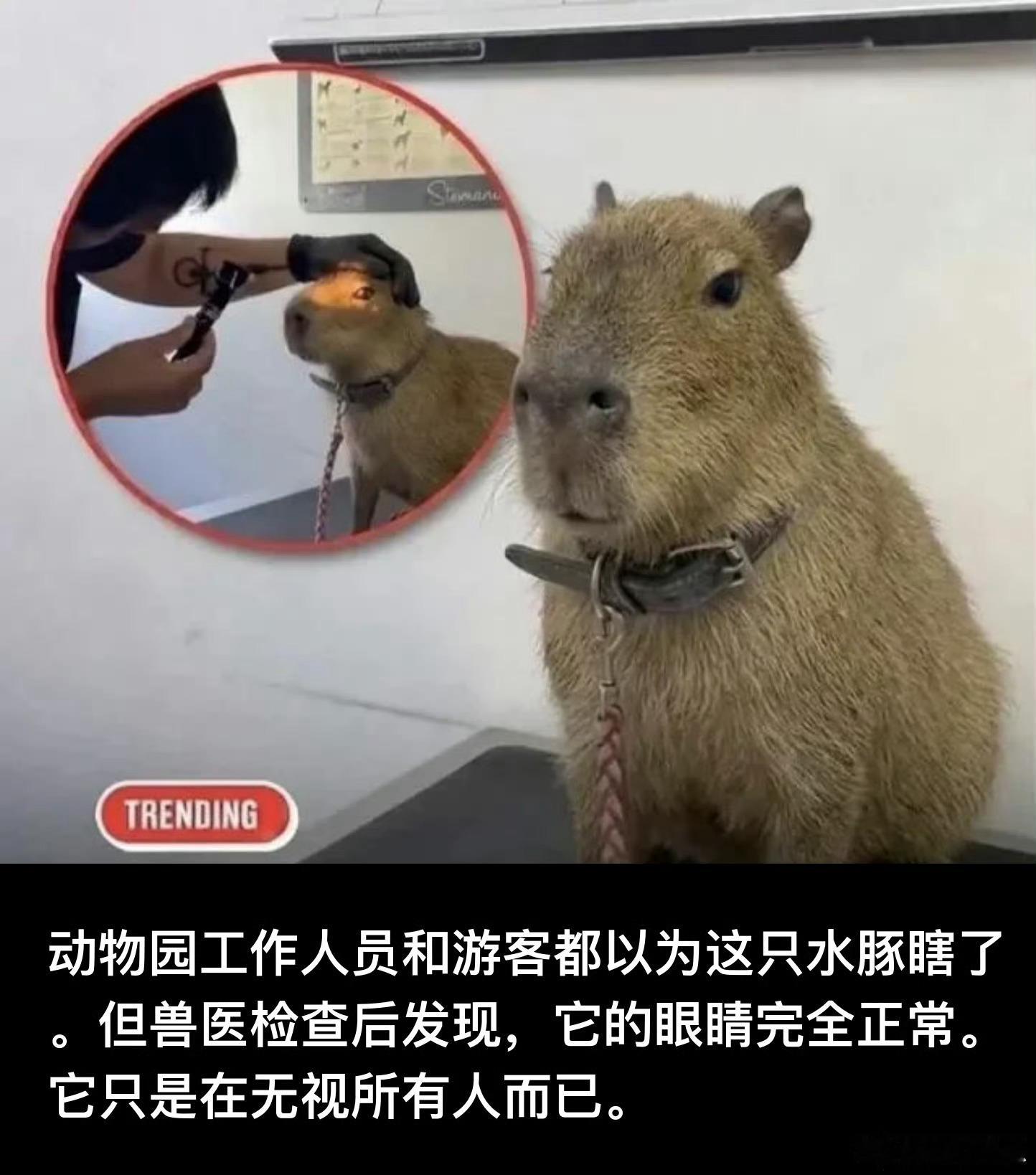 崔秀敷就这样。会在钉钉签名上写“我吃过的猪都投胎到公司报复我了”。