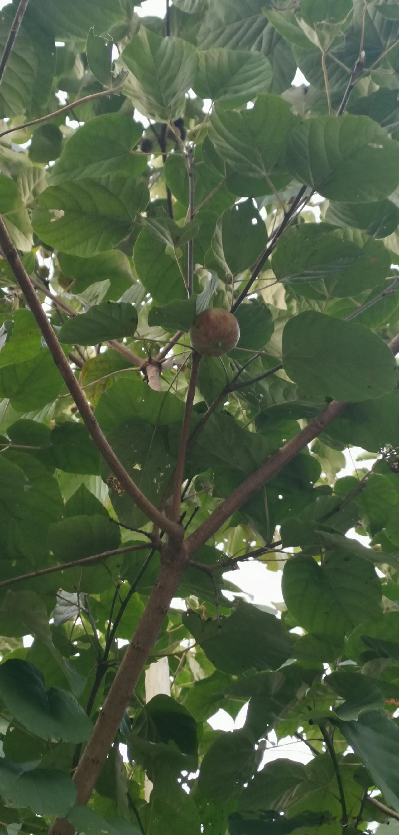 很多年轻人不想结婚生子。我一学生，当年是班花，成绩优秀，还是班长，考进211大学