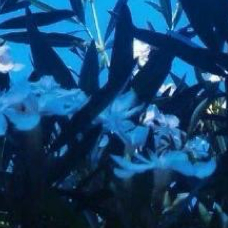 星空下的篝火噼啪作响，火星窜向夜空又熄灭，像极了我们的梦想——或许会坠落，但曾经