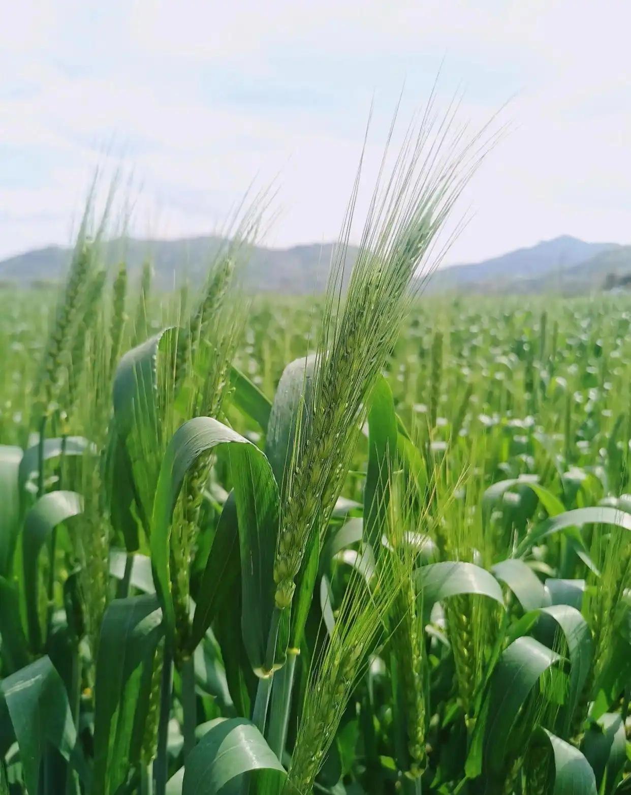 上联：春风已带飞花去，
下联：冬雪常携落叶来。
下联：夏雨又随落日临。