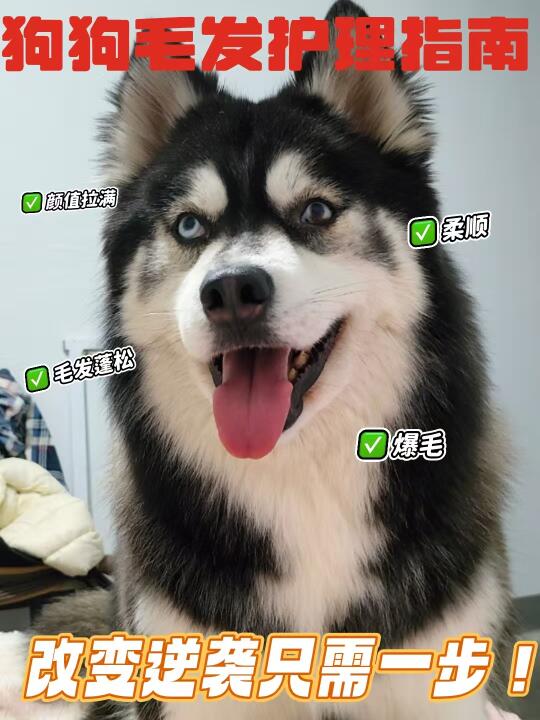 狗狗毛发干枯？掉毛？那不存在的
