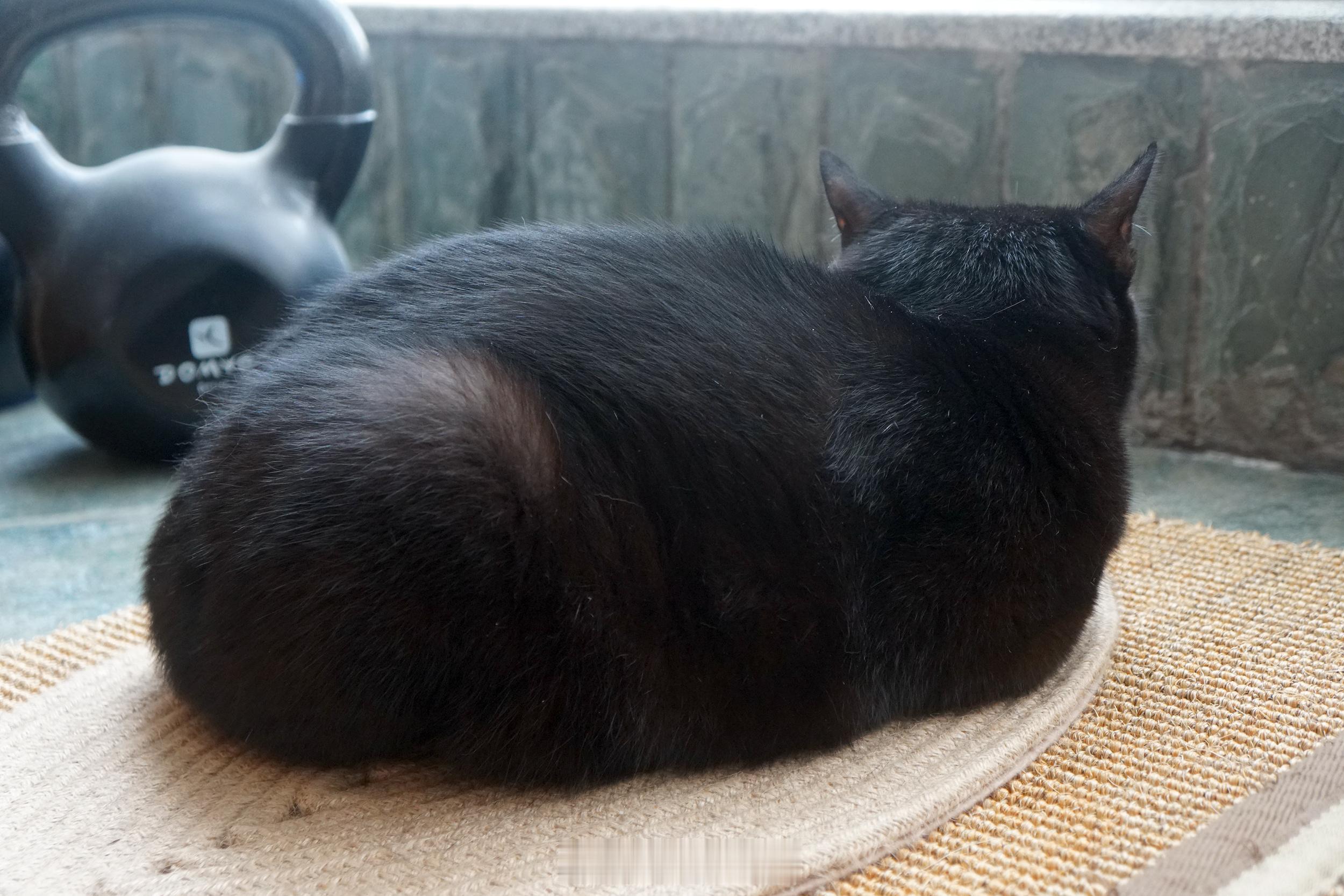 530我們可愛的阿蝦生日快樂❤❤❤晚點奉上蝦蝦大餐#第六年##貓們健康平安##蝦