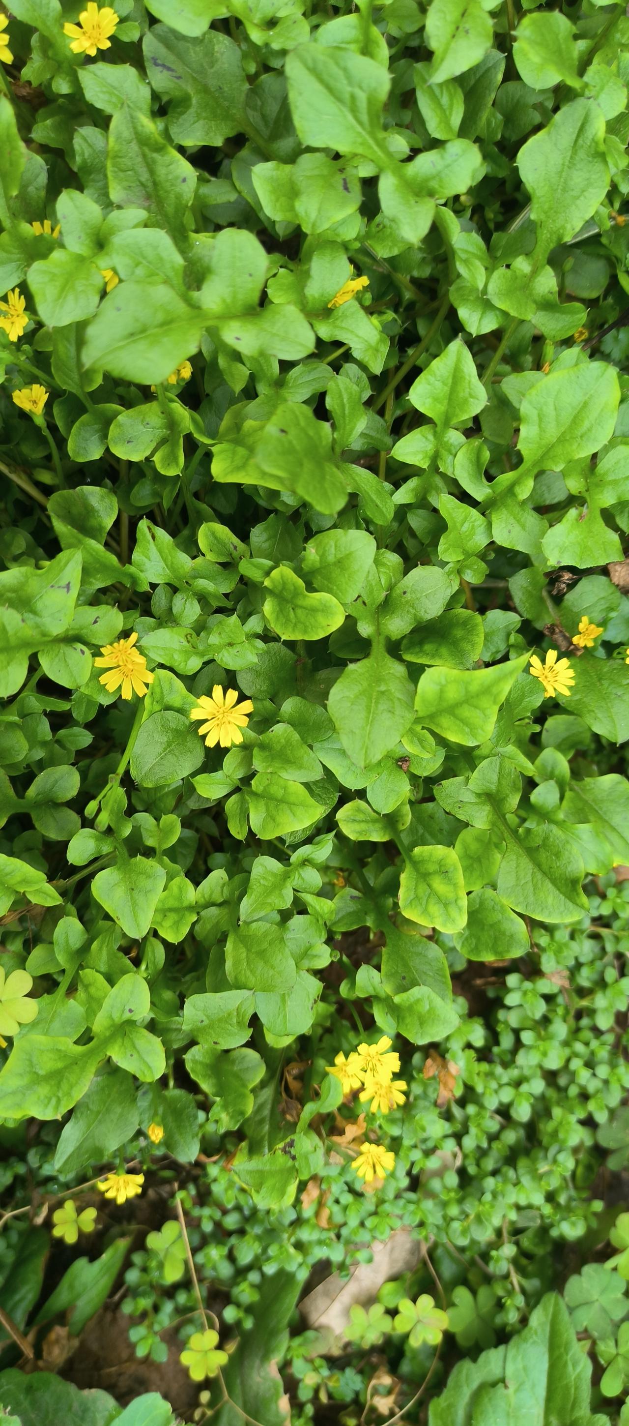 春意
南方早春，细雨轻飘，仍带着几分料峭寒气。大地慢慢抖去枯寂，泥土氤氲出湿润的
