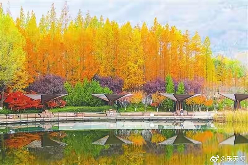 青岛世博园水杉美的太权威了 青岛世博园的水杉也太会拿捏秋冬氛围感了吧！笔直的树干