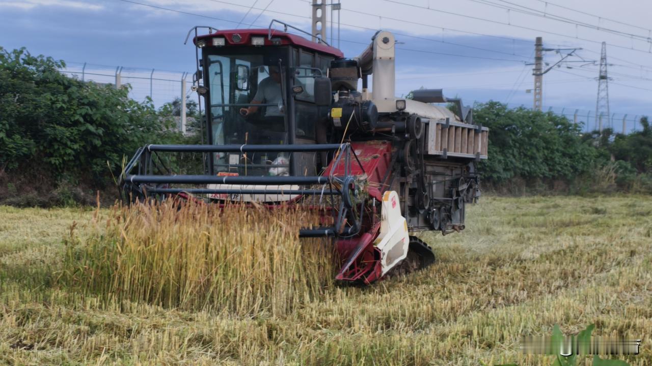 收割季节，田间劳作，丰收在望！🌾🚜