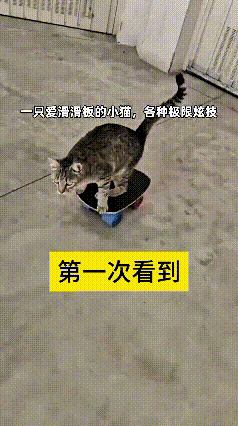 哎呀，这个视频我翻来覆去看了好几遍！以前光见过狗滑滑板，头回见猫也能玩这么溜，给