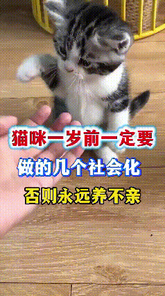 哎呀妈呀老铁们，小猫一岁之前社会化训练可得抓紧整，整不好一辈子都跟你不亲近！
一