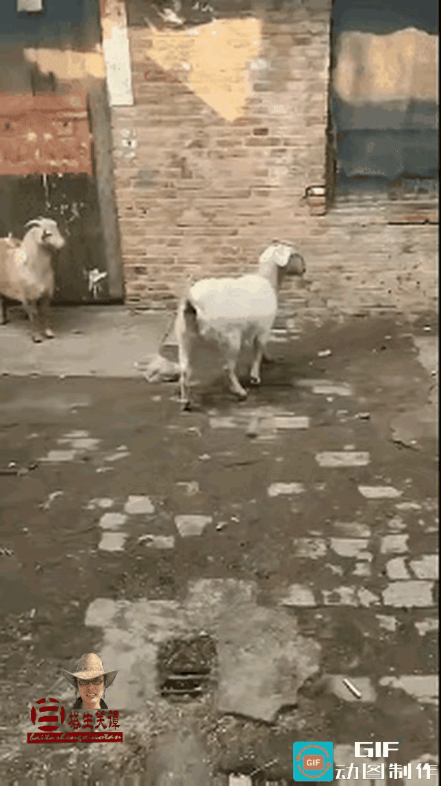 这是公羊还是母羊？不懂就问。