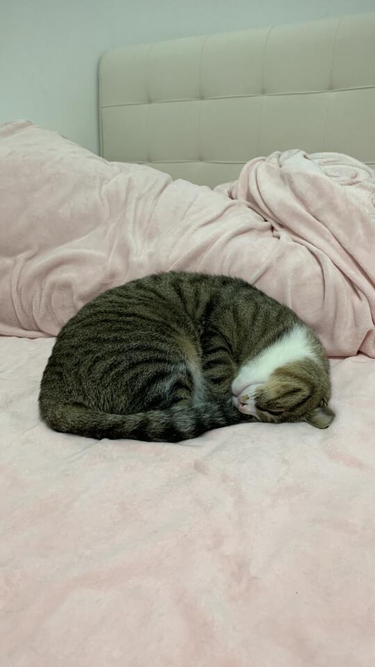 我是一座猫猫山