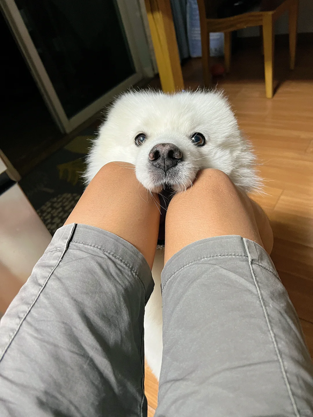 满分小狗