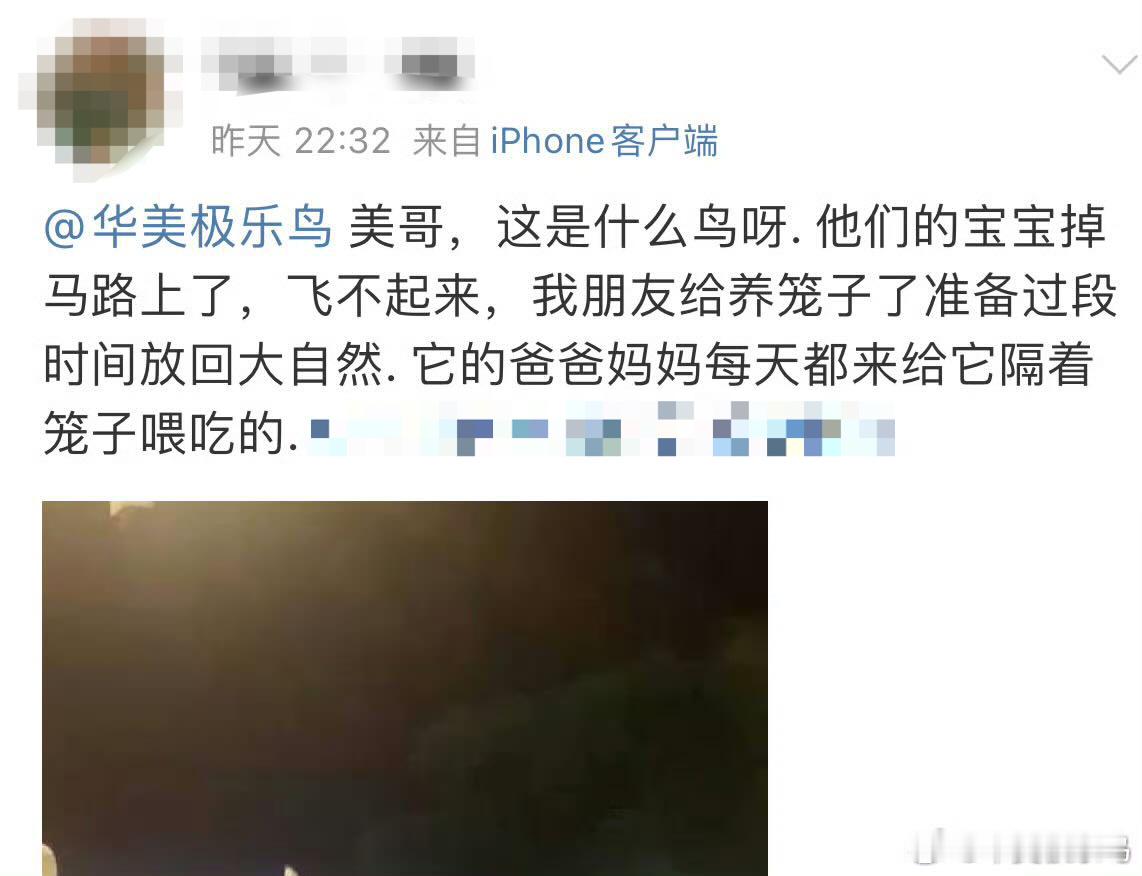 #鸟粉投稿# 白头鹎bēi父母并不知道什么是笼子，也不知道孩子为啥飞不出来  它