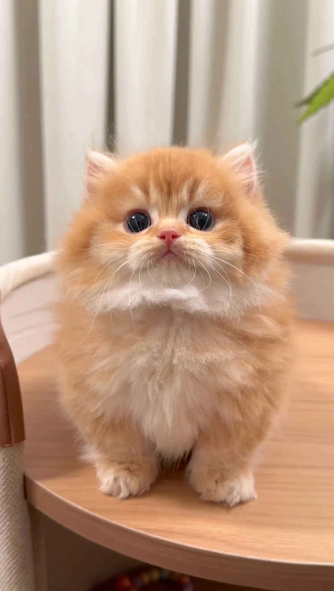 姨姨们～我这么可爱～可以住进你心里嘛