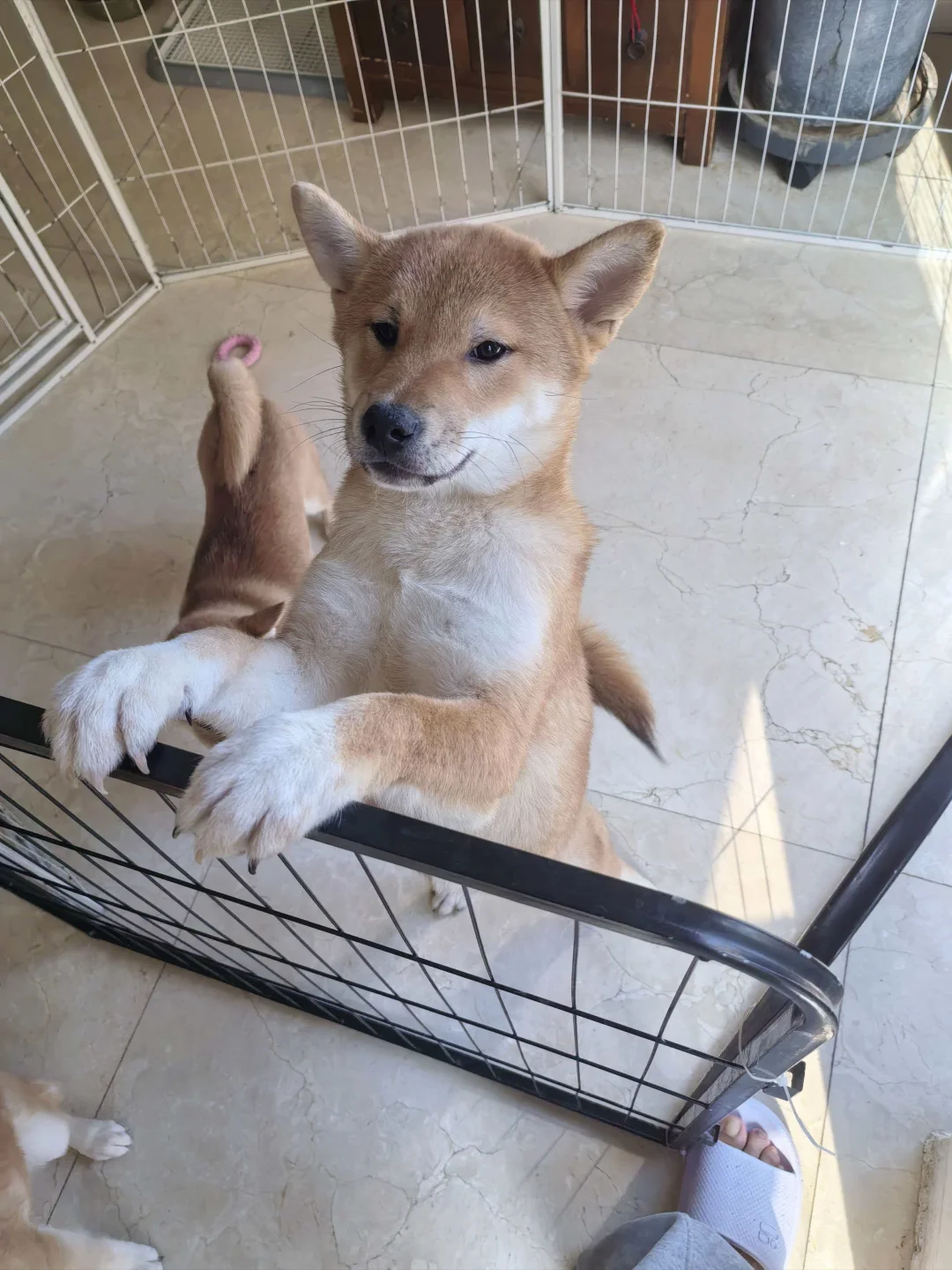 北京清河免费领四个月大的柴犬