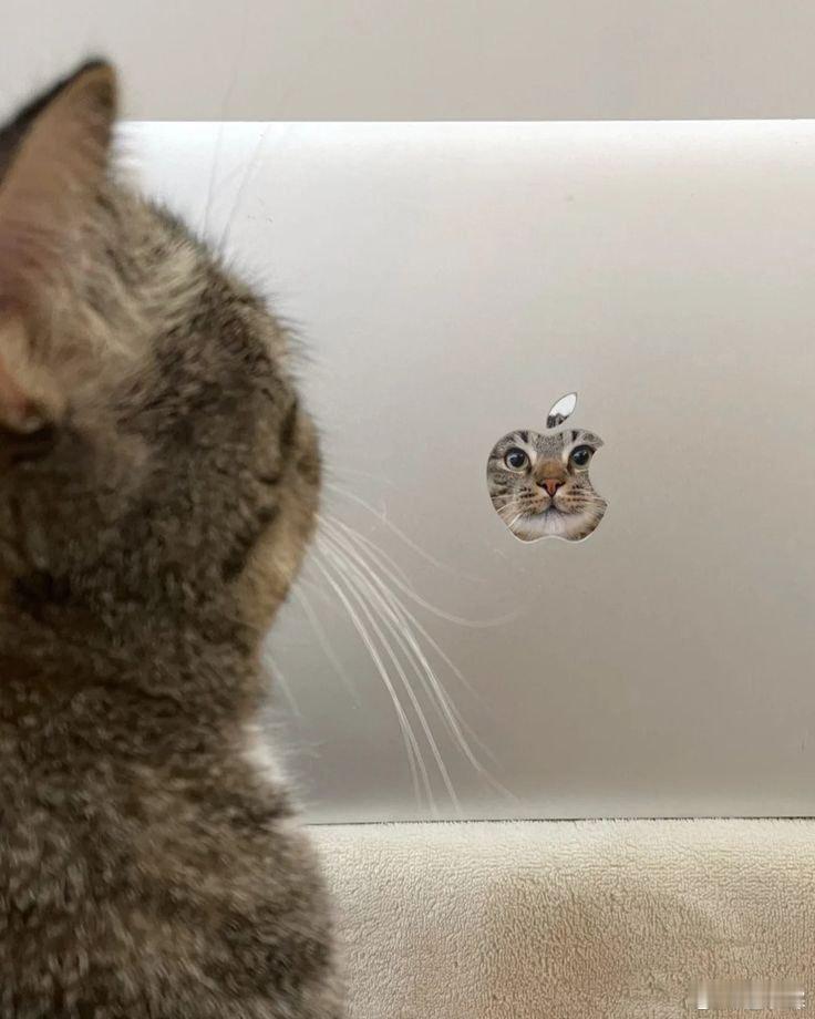 苹果猫[喵喵] ​​​
