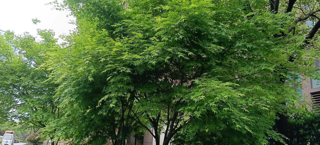 我直接给你写一篇适配这个春日生活打卡季话题的微头条文案，你复制到这个发布界面就能