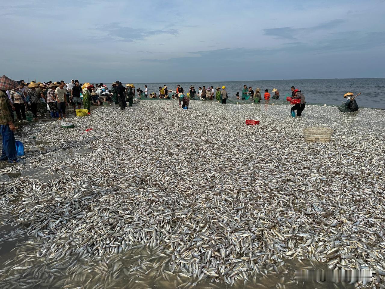 #大家还有没有赶海推荐的地方?#开渔期赶海首选南三岛，这几天拉大网全部爆网，收获