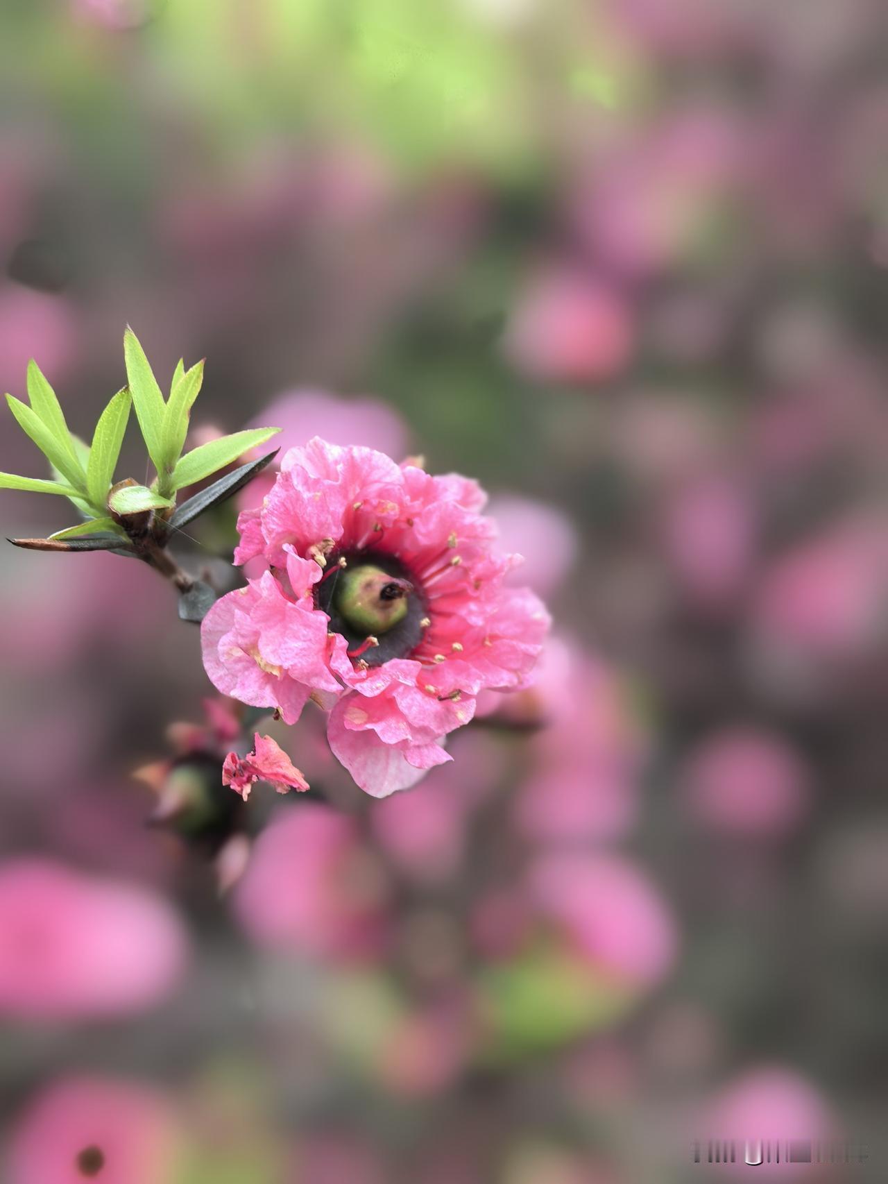 昨天我坐地铁去梨园散了个步。想着还有点好笑，在头条上看了个假消息，说东湖牡丹园免