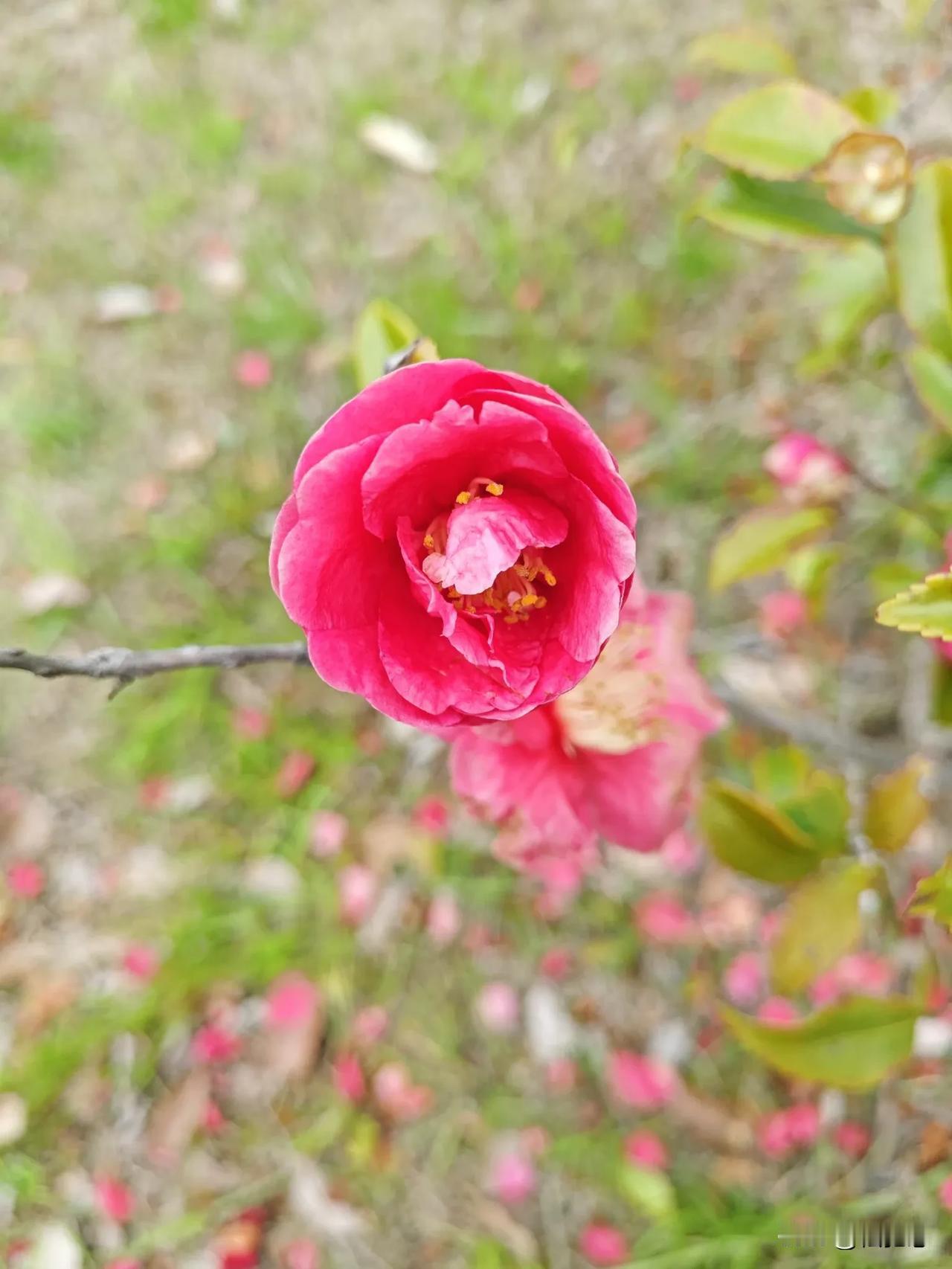 茶花芬芳馥郁