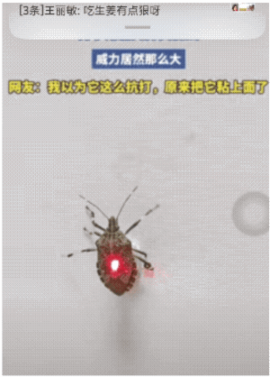 河南这大哥玩激光炮的操作
真是把“没必要”三个字演到极致了
特意用双面胶把虫粘墙