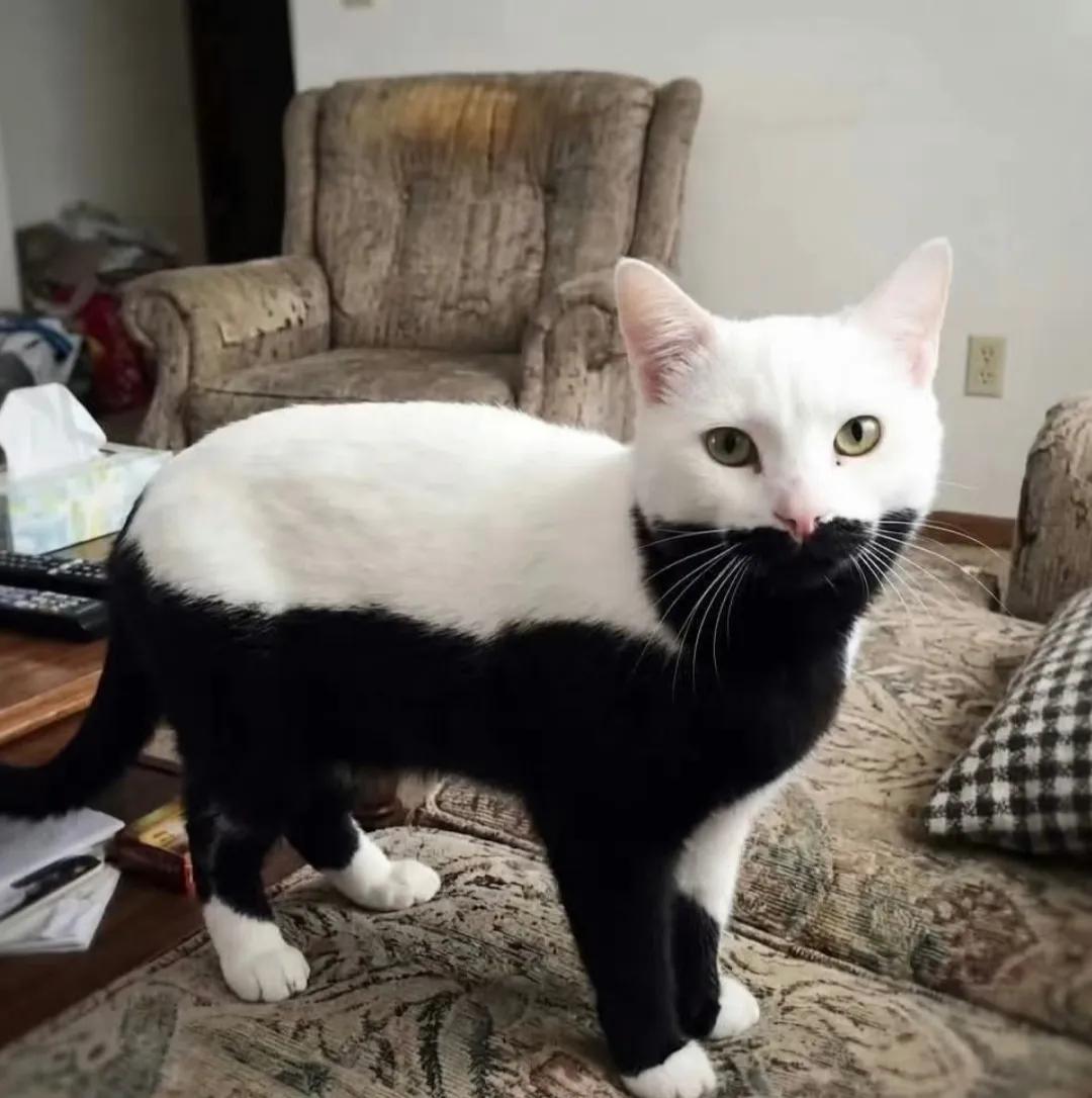 请给我家的猫咪取一个好听的名字！