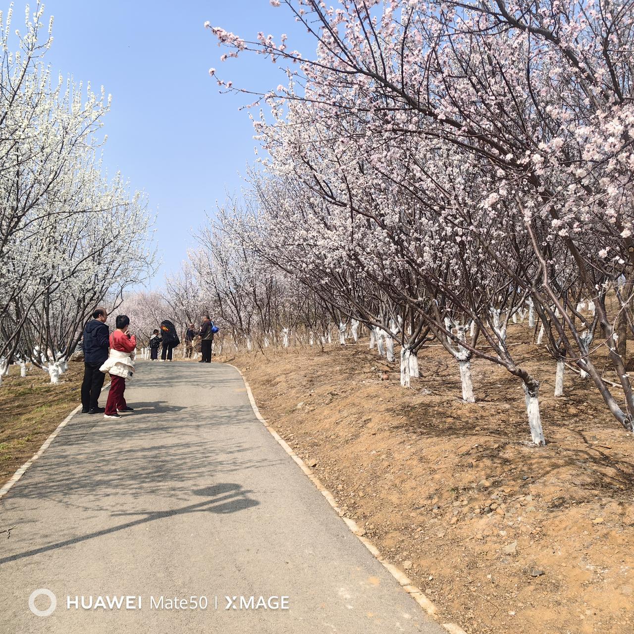 石家庄赏花季将至，这份赏花地图请收好！这两天，石家庄的气温回升，龙泉湖湿地公园的
