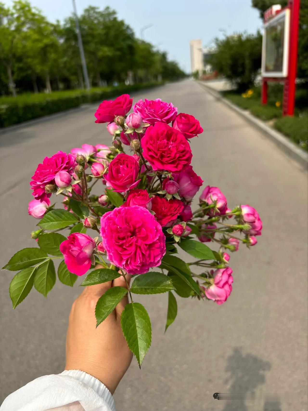 有心栽花花不发，无意插柳柳成荫

有心栽花花不发，静待春风风自来

有心栽花花不